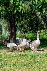 group of ganders and ducks