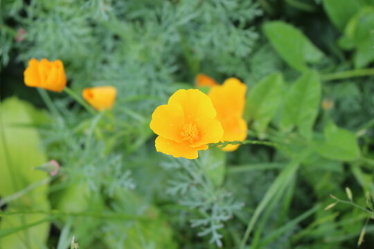 
Bright yellow flowers of Escholzia california bloom in the summer garden