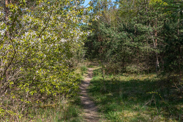 Hiking Path in a Forest in Latvia