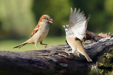 The house sparrow (Passer domesticus) and Eurasian tree sparrow (Passer montanus) are fighting on a branch. Two sparrows in a dispute on a green background.