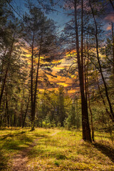 Hiking Path in a Forest in Latvia at Sunset