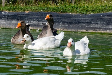 group of ganders and ducks on the water