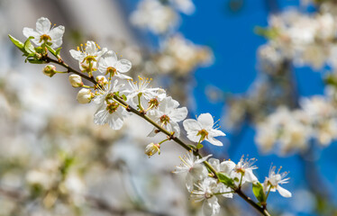 White Plum Tree Blossoms in Spring