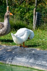 Obraz premium gander and duck near the water