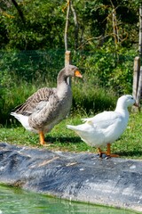 gander and duck near the water