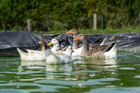 group of ganders and ducks on the water