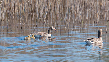 Grey Geese in a Wetland in Latvia in Spring