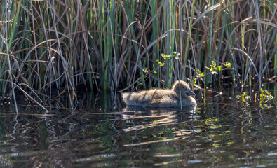 Grey Geese in a Wetland in Latvia in Spring