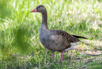 Grey Geese in a Wetland in Latvia in Spring