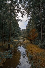 A small stream in the summer forest.