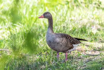 Grey Geese in a Wetland in Latvia in Spring