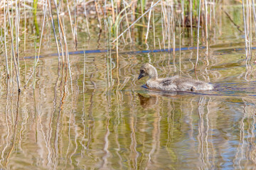 Grey Geese in a Wetland in Latvia in Spring