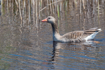 Grey Geese in a Wetland in Latvia in Spring