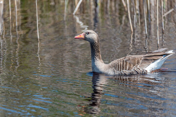 Grey Geese in a Wetland in Latvia in Spring