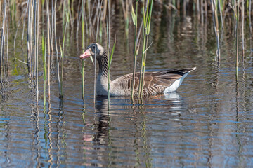 Grey Geese in a Wetland in Latvia in Spring
