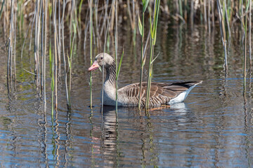 Obraz premium Grey Geese in a Wetland in Latvia in Spring