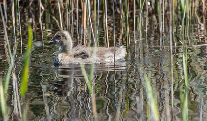 Grey Geese in a Wetland in Latvia in Spring
