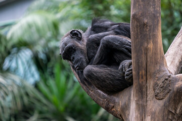 Older chimpanzee relaxing on a tree