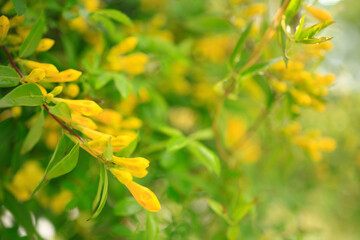 Obraz premium キャロライナジャスミン