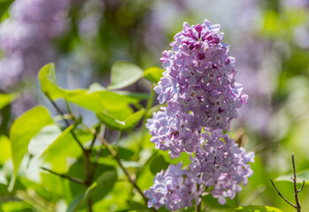 Obraz na płótnie Canvas Lilacs Blooming in Spring in Northern Europe
