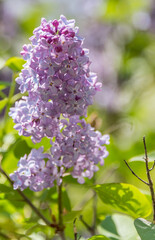 Lilacs Blooming in Spring in Northern Europe