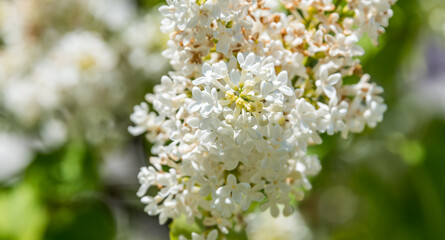 Lilacs Blooming in Spring in Northern Europe