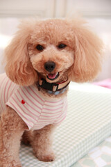 Tシャツを着たトイプードル