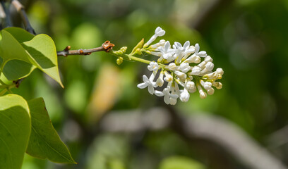 Lilacs Blooming in Spring in Northern Europe