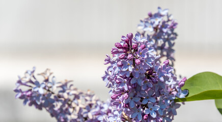 Lilacs Blooming in Spring in Northern Europe
