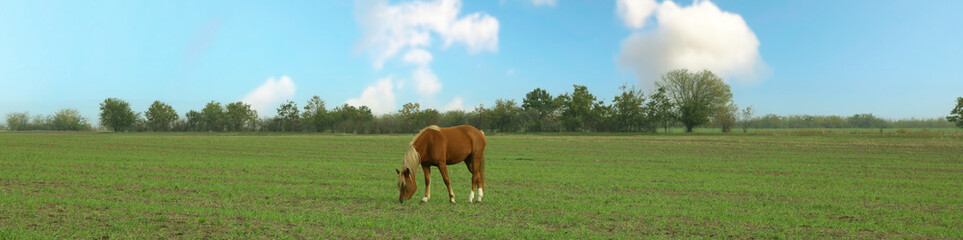 Naklejka na ściany i meble Horse grazing in the green field in the morning