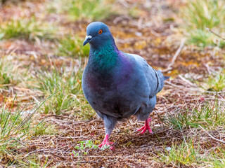 Closeup of a Pigeon Walking in a Park