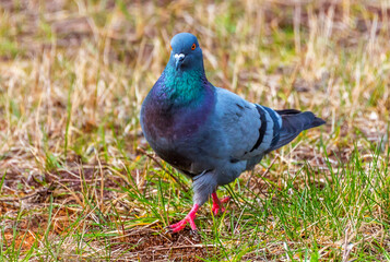 Closeup of a Pigeon Walking in a Park