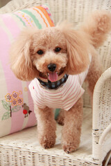 イスに座ったトイプードル