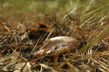 Fresh forest mushroom in pine needles, close up