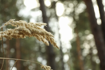 Forest plant against selective focus, space for text
