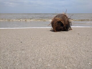 dog at the beach