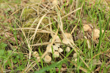 Fresh forest mushrooms in green grass, close up