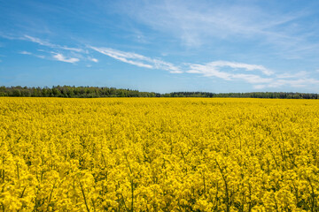 Field of Yellow Rap Seed Flowers on a Sunny Day