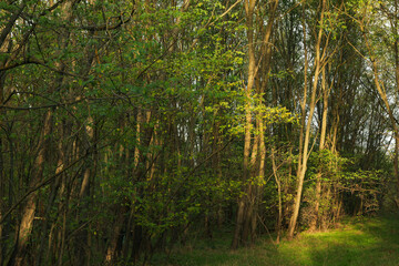 Beautiful forest in amazing autumn sunny day