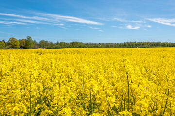 Obraz premium Field of Yellow Rap Seed Flowers on a Sunny Day