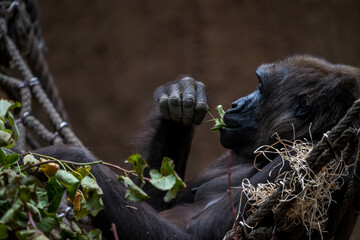 Chimpanzee relaxing and eating