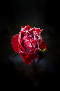 Frozen Rose Petals