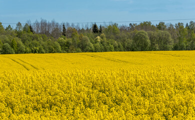 Obraz premium Field of Yellow Rap Seed Flowers on a Sunny Day