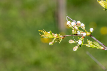 White Plum Tree Blossoms in Spring