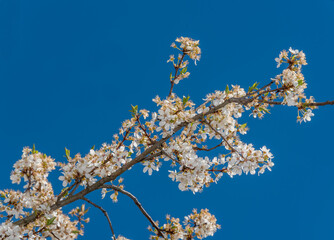 White Plum Tree Blossoms in Spring