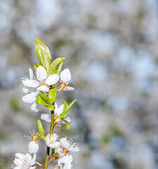 White Plum Tree Blossoms in Spring