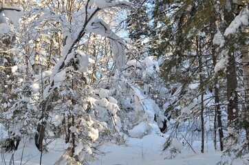 Winter landscape in a taiga forest with deep snowdrifts, clear sky, snow-covered tree branches.