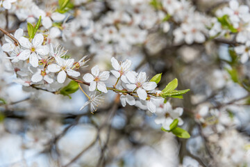 Obraz premium White Plum Tree Blossoms in Spring