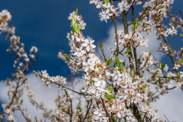 White Plum Tree Blossoms in Spring