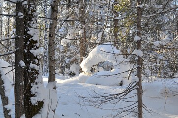 Winter landscape in a taiga forest with deep snowdrifts, clear sky, snow-covered tree branches.